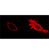 Purified Anti-PtdIns(4,5)P2 IgM Z-P045